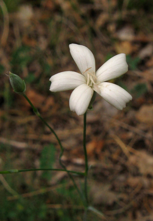 Изображение особи Dianthus marschallii.