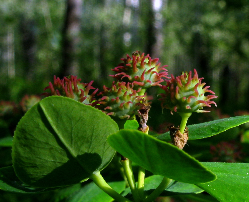 Изображение особи Euphorbia pilosa.