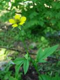 Geum urbanum. Верхушка побега с цветком. Краснодарский край, Кущевский р-н, станица Шкуринская, пустыри. 01.06.2009.