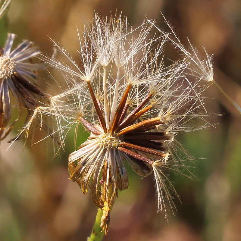 Изображение особи Scorzoneroides autumnalis.