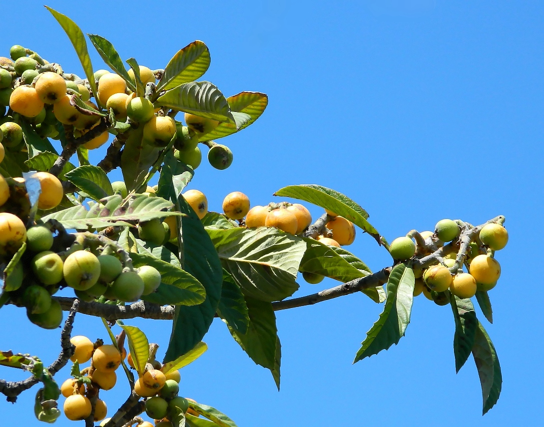 Изображение особи Eriobotrya japonica.