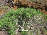 Kleinia neriifolia. Вегетирующее растение. Испания, Канарские острова, Тенерифе, мыс Тено, в зарослях суккулентных кустарников. 5 марта 2008 г.