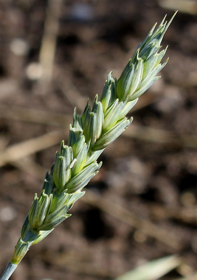 Изображение особи Triticum aestivum.