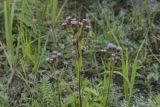 Erigeron kamtschaticus