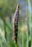 Carex hirta