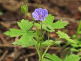 Geranium bohemicum