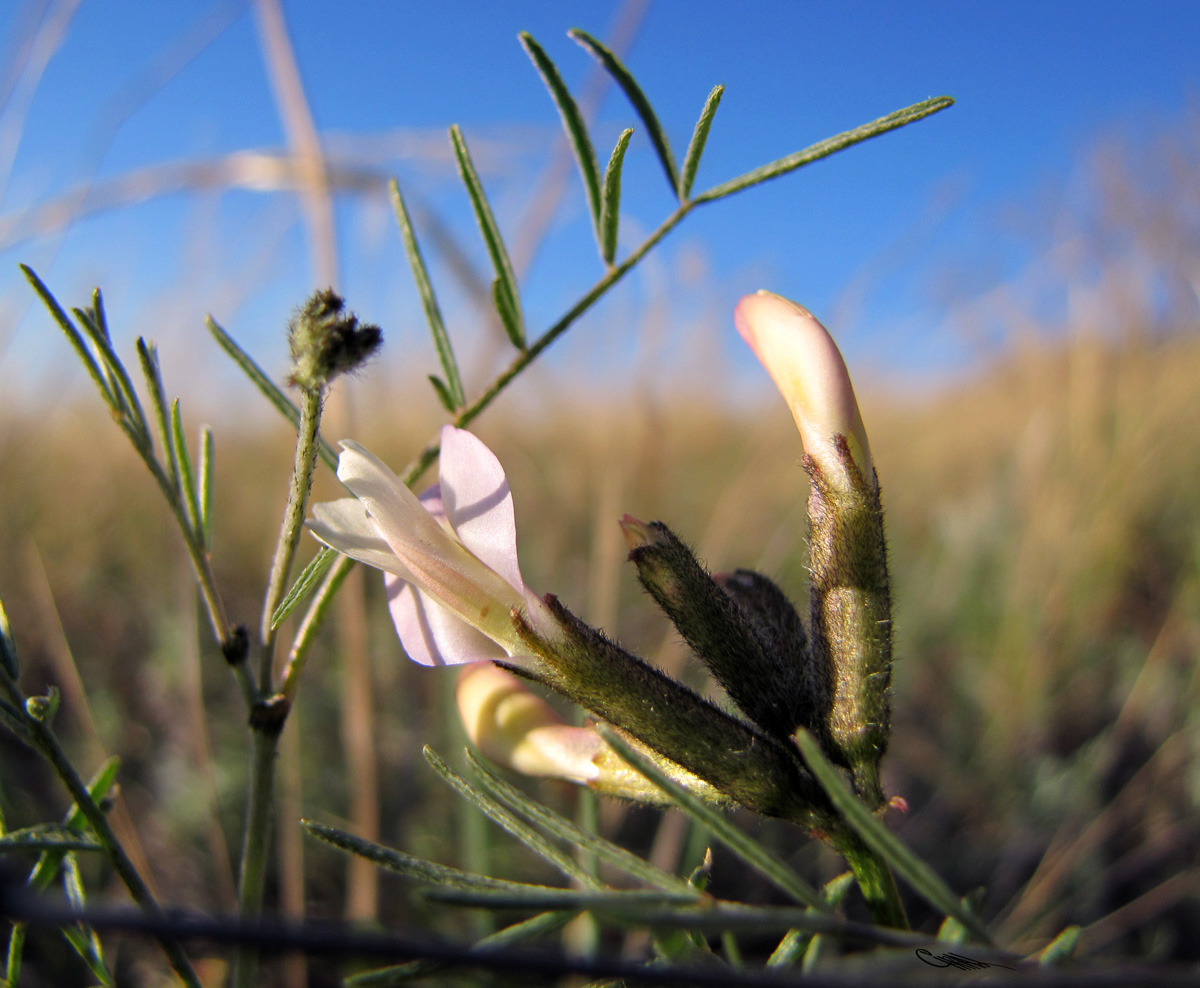 Изображение особи Astragalus stenoceras.