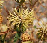 Centaurea salonitana