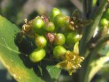 Rhamnus alaternus. Соцветие. Крым, Севастополь, остатки степи во дворе новостройки в р-не бух. Круглая (Омега). 22 марта 2015 г.