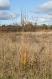 Molinia caerulea. Плодоносящее растение в осенней окраске; соплодия частично поражены грибами. Ленинградская обл., Гатчинский р-н, окр. пос. Пудость, луг в старом травертиновом карьере. 11.10.2015.