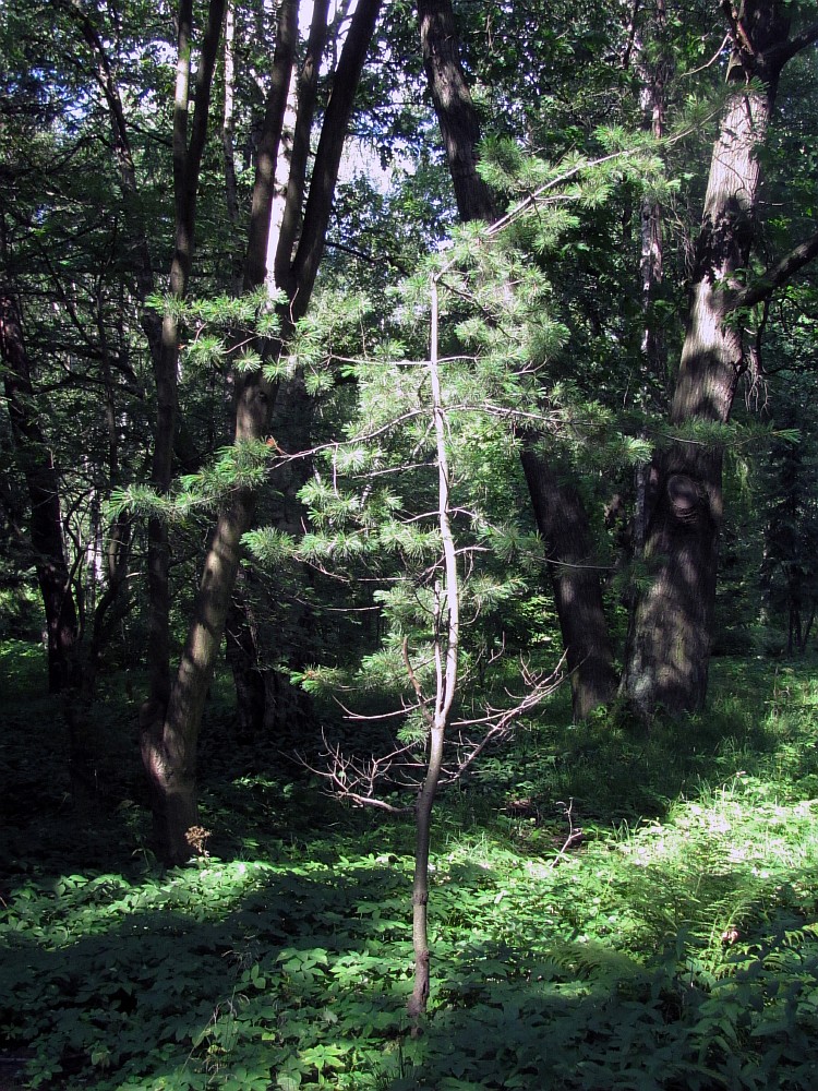 Изображение особи Pinus parviflora.
