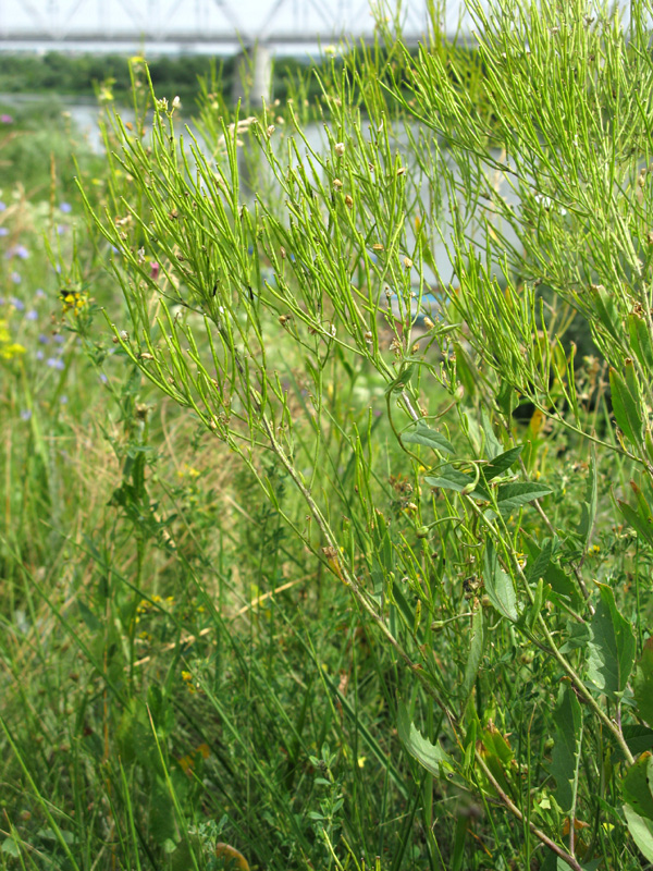 Image of Sisymbrium volgense specimen.