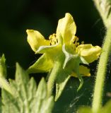 Geum aleppicum. Цветок (вид со стороны цветоножки). Восточный Казахстан, Глубоковский р-н, окр. с. Тарханка, берег речки. 13.05.2015.