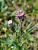 Erigeron eriocalyx. Верхушки побегов с соцветиями. Бурятия, Окинский р-н, перевал Чойган-Дабан, ≈ 1900 м н.у.м., горная тундра. 09.07.2015.