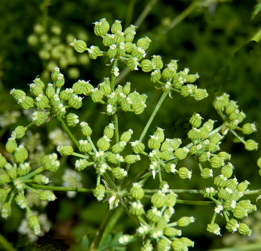 Изображение особи Conium maculatum.