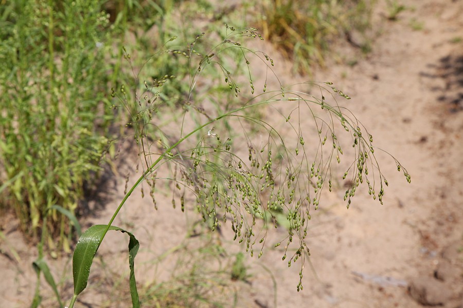 Image of Panicum miliaceum ssp. ruderale specimen.