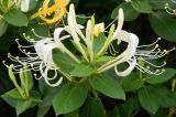 Lonicera japonica. Цветущий побег. Крым, городской округ Феодосия, пгт Коктебель, придомовые посадки. Июль 2016 г.