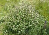 Phlomis pungens