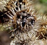 Arctium lappa