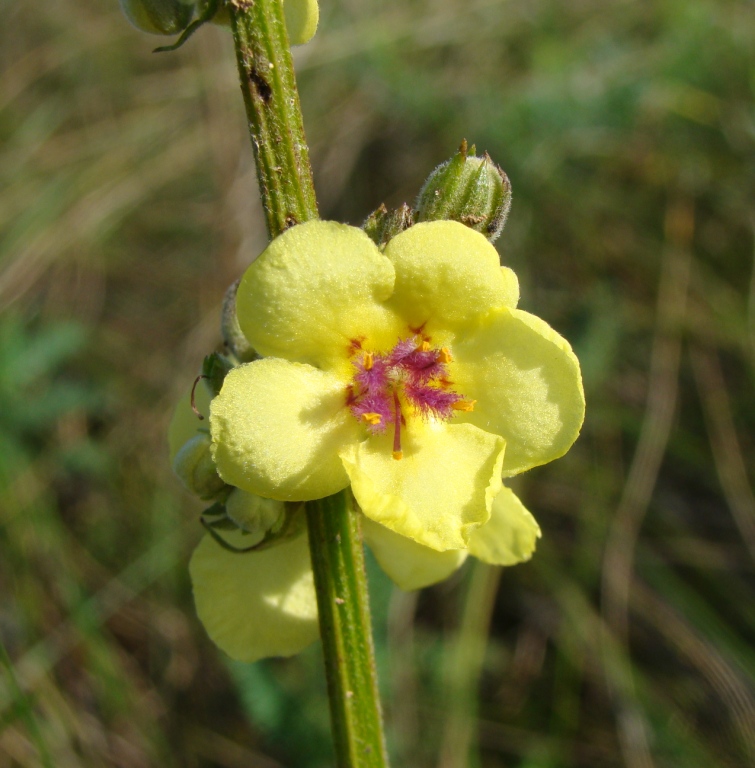 Изображение особи Verbascum marschallianum.