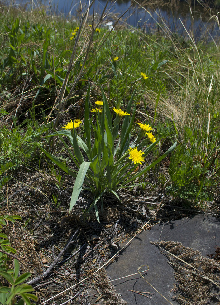 Изображение особи Scorzonera glabra.