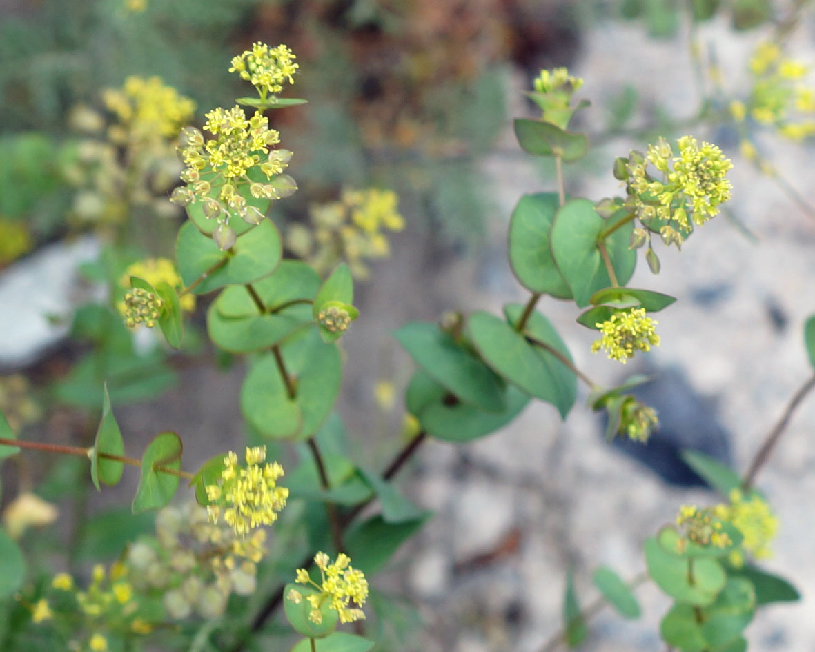 Изображение особи Lepidium perfoliatum.