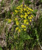 Euphorbia virgata