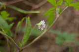 Geranium sibiricum. Цветок. Пермь, Свердловский р-н, на необработанном газоне вдоль тротуара. 28 июля 2017 г.