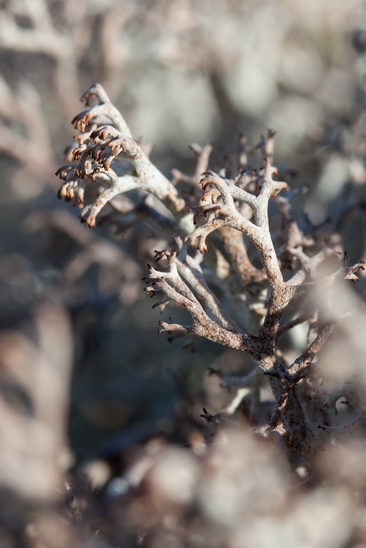 Изображение особи Cladonia stygia.