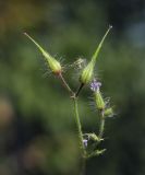 Geranium robertianum. Верхушка плодоносящего растения. Крым, городской округ Ялта, Ай-Петринская яйла, тенистая расщелина. 14.08.2017.