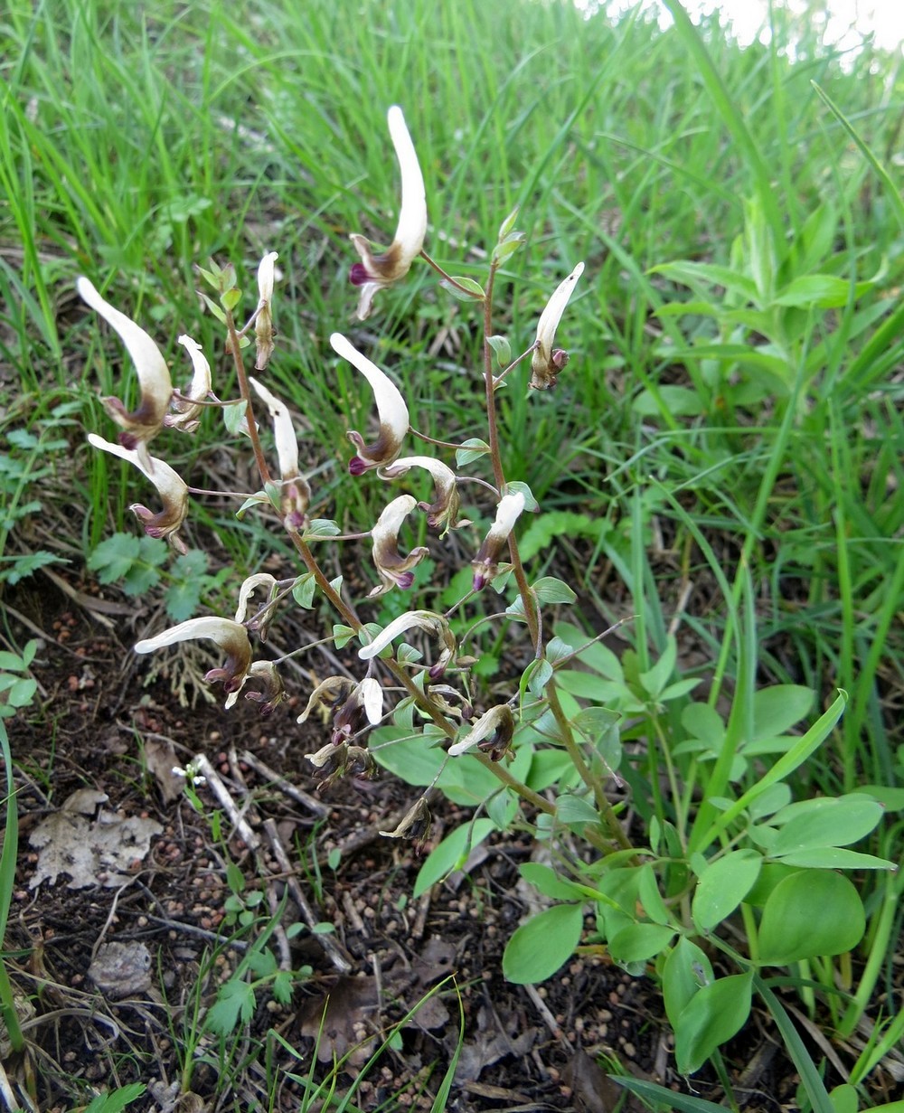 Изображение особи Corydalis nudicaulis.