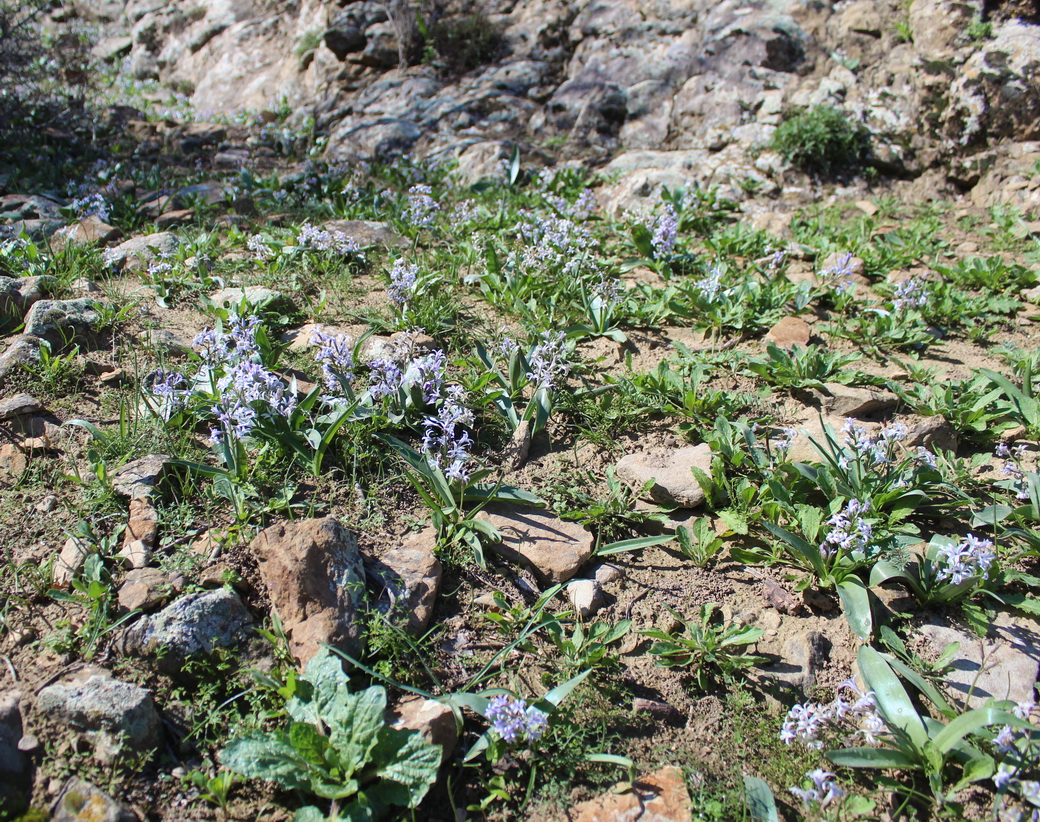 Изображение особи Hyacinthella litwinowii.