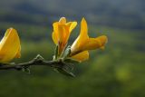 Genista angustifolia