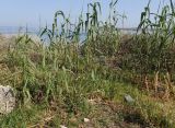 Arundo donax. Молодые побеги. Греция, Эгейское море, о. Парос, пос. Дриос, высокий берег моря. 10.04.2018.