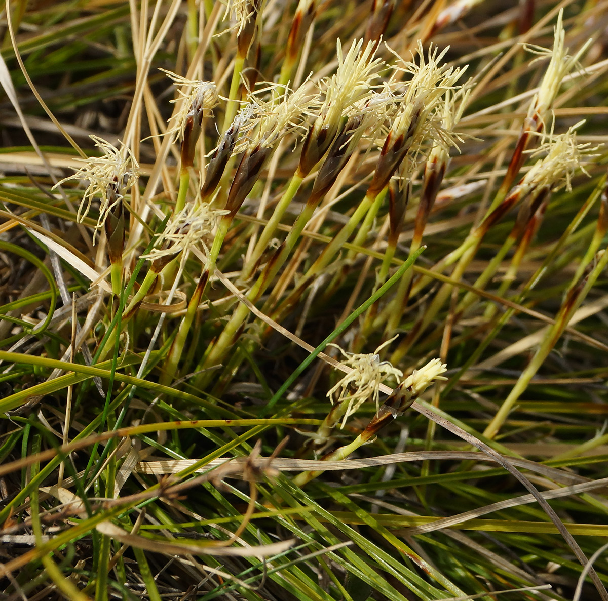 Изображение особи Carex humilis.