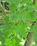 Acer micranthum. Часть ветви. Польша, г. Рогов, арборетум, в культуре. 29.05.2018.