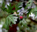 Crataegus stevenii