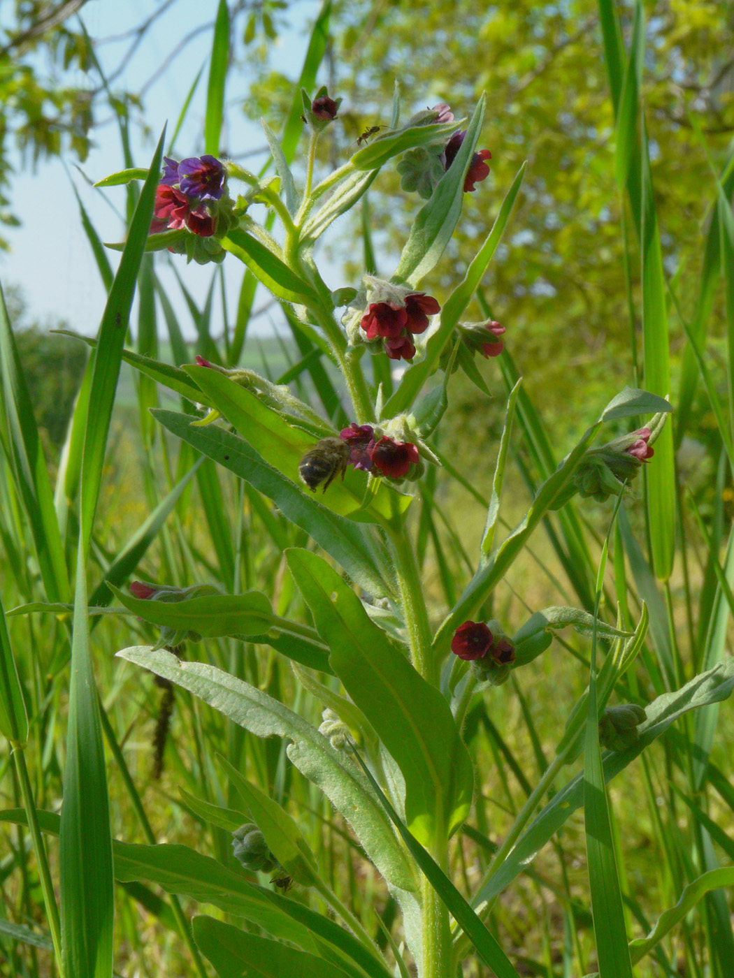 Изображение особи Cynoglossum officinale.