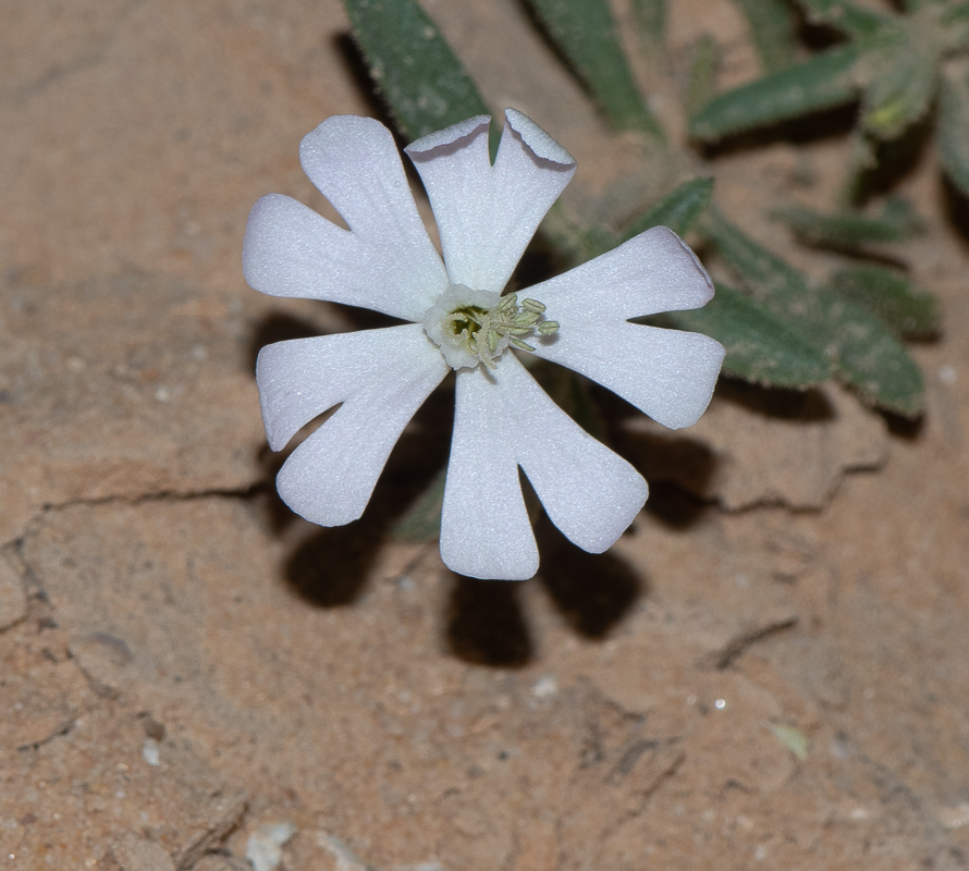 Изображение особи Silene villosa.