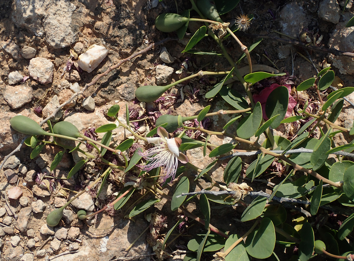 Изображение особи Capparis orientalis.