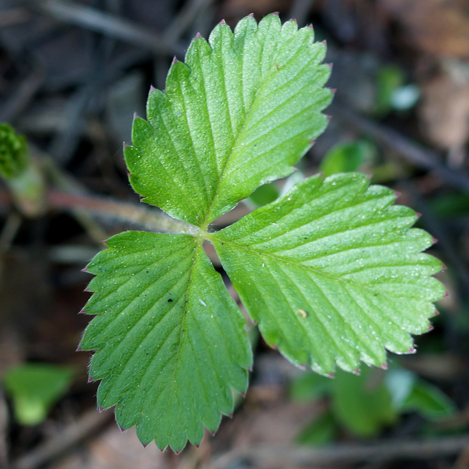 Изображение особи Fragaria orientalis.