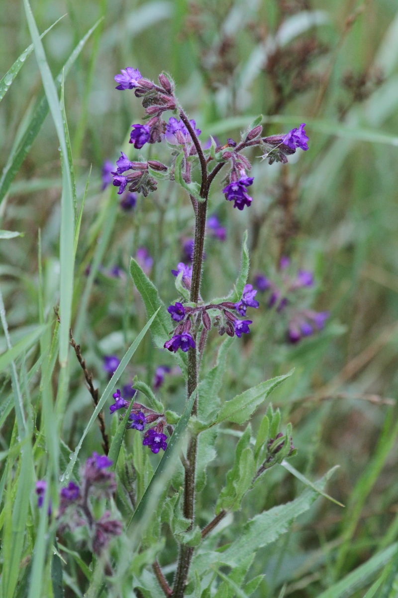 Изображение особи Anchusa officinalis.