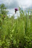 Cirsium heterophyllum. Цветущее растение на зарастающем деревьями разнотравно-вейниковом лугу на известняке. Ленинградская обл., Гатчинский р-н, окр. дер. Авколево, карьер \"Елизаветино\". 16.06.2019.