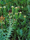 Rhodiola rosea. Растения в культуре. На переднем плане плодоносящая Rhodiola rosea, на заднем плане цветущая Rhodiola algida. Республика Алтай, Шебалинский р-н, с. Камлак. 04.07.2010.