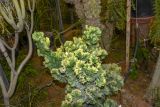 Euphorbia lactea