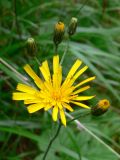 Hieracium pseudolepistoides. Общее соцветие с цветущей, раскрывающимися и развивающимися корзинками. Свердловская обл., окр. г. Североуральск, сосново-еловый лес. 07.07.2019.