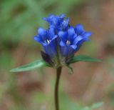 Gentiana decumbens. Соцветие. Алтай, Курайская степь, р. Тюте (выс. около 1600 м н.у.м.). 20.07.2010.