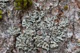 Phaeophyscia ciliata. Слоевище с апотециями и с более мелкими талломами Ph. orbicularis (и их фрагментами) вдоль нижнего края Ph. ciliata. Кировская обл., Кирово-Чепецкий р-н, обочина дороги, на стволе Populus tremula. 21.05.2017.