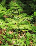 Cornopteris crenulatoserrulata. Вайя. Приморский край, окр. г. Владивосток, в широколиственном лесу. 25.05.2020.