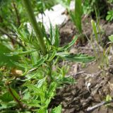 Nepeta podostachys